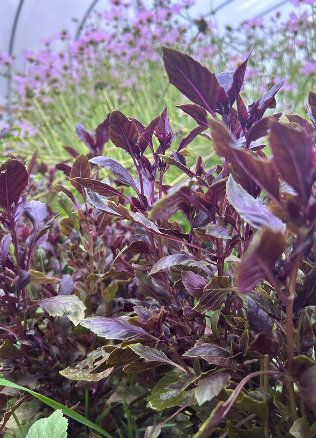 Sweet Basil