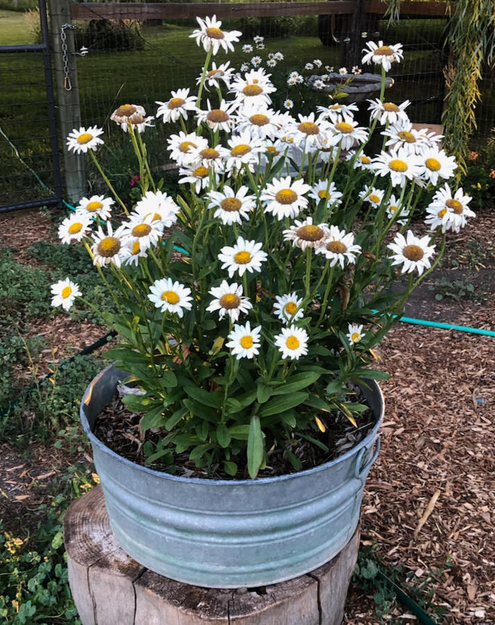 Daisies