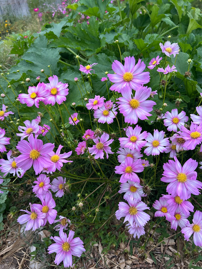Cosmos